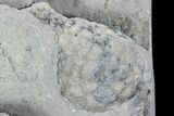 Cystoid Fossil (Holocystites) Plate - Indiana #106270-2
